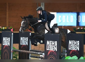 Caballo de deporte belga, Yegua, 6 años, 164 cm, Castaño oscuro