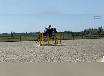 Caballo de deporte belga, Yegua, 6 años, 165 cm, Alazán rojizo