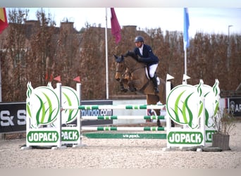 Caballo de deporte belga, Yegua, 6 años, 168 cm