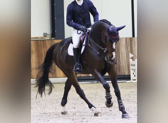 Caballo de deporte belga, Yegua, 6 años, 169 cm, Castaño oscuro