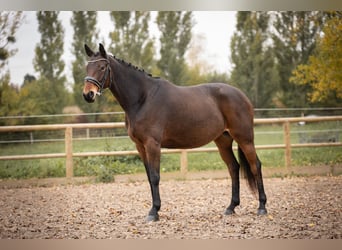 Caballo de deporte belga, Yegua, 7 años, 161 cm, Castaño oscuro