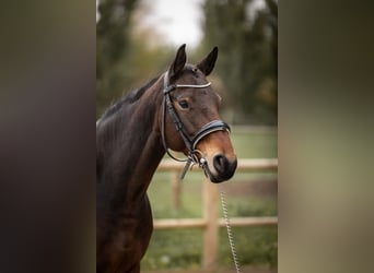 Caballo de deporte belga, Yegua, 7 años, 161 cm, Castaño oscuro