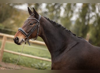 Caballo de deporte belga, Yegua, 7 años, 161 cm, Castaño oscuro