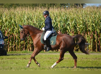 Caballo de deporte belga, Yegua, 7 años, 163 cm, Alazán-tostado