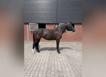 Caballo de deporte belga, Yegua, 7 años, 164 cm, Negro