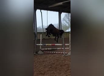 Caballo de deporte belga, Yegua, 7 años, 166 cm, Castaño oscuro
