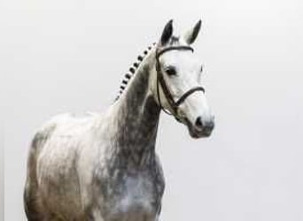 Caballo de deporte belga, Yegua, 7 años, 166 cm, Tordo