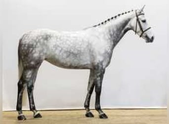 Caballo de deporte belga, Yegua, 7 años, 166 cm, Tordo