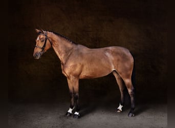 Caballo de deporte belga, Yegua, 7 años, 167 cm, Castaño