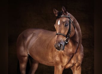 Caballo de deporte belga, Yegua, 7 años, 167 cm, Castaño