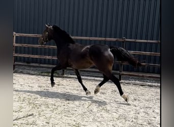 Caballo de deporte belga, Yegua, 7 años, 170 cm, Castaño oscuro