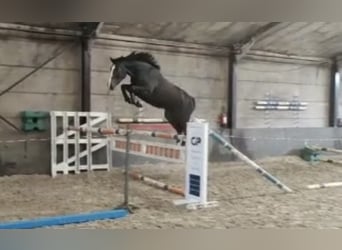Caballo de deporte belga, Yegua, 7 años, 170 cm, Castaño oscuro