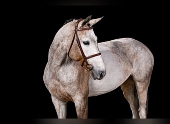Caballo de deporte belga, Yegua, 7 años, Tordo
