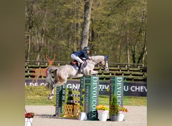 Caballo de deporte belga, Yegua, 7 años, Tordo