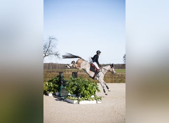 Caballo de deporte belga, Yegua, 7 años, Tordo