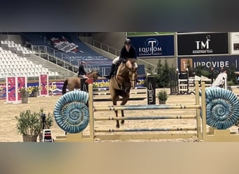 Caballo de deporte belga, Yegua, 8 años, 164 cm, Alazán