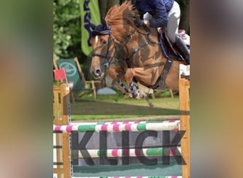 Caballo de deporte belga, Yegua, 8 años, 168 cm, Alazán