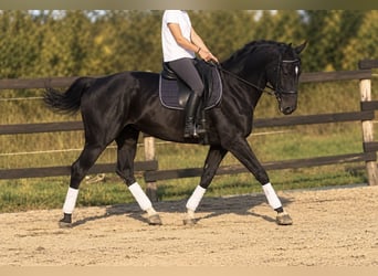 Caballo de deporte belga, Yegua, 8 años, 169 cm, Negro