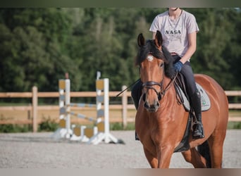 Caballo de deporte belga, Yegua, 8 años, 172 cm, Castaño