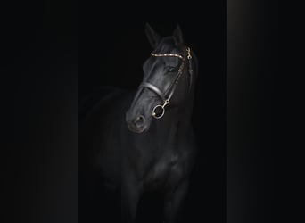 Caballo de deporte belga, Yegua, 8 años, 172 cm, Negro