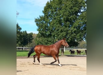 Caballo de deporte belga, Yegua, 8 años, 173 cm, Castaño