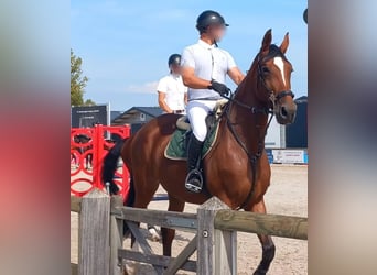 Caballo de deporte belga, Yegua, 8 años, 173 cm, Castaño