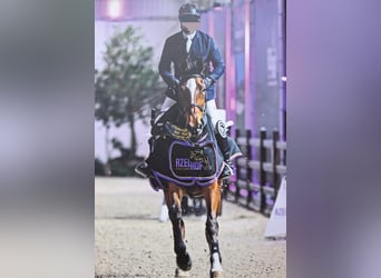 Caballo de deporte belga, Yegua, 8 años, 173 cm, Castaño