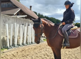 Caballo de deporte belga, Yegua, 8 años, Castaño