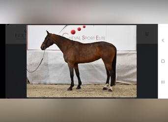 Caballo de deporte belga, Yegua, 8 años, Castaño