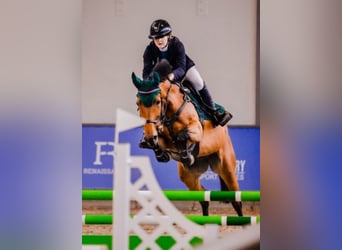 Caballo de deporte belga, Yegua, 9 años, 166 cm, Castaño