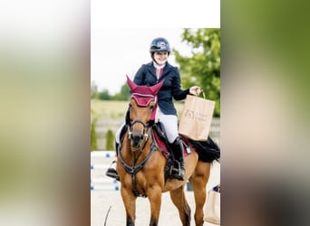 Caballo de deporte belga, Yegua, 9 años, 166 cm, Castaño