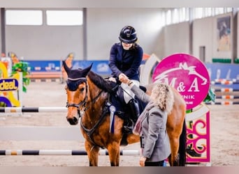 Caballo de deporte belga, Yegua, 9 años, 166 cm, Castaño