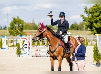 Caballo de deporte belga, Yegua, 9 años, 166 cm, Castaño