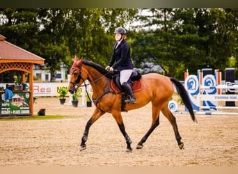 Caballo de deporte belga, Yegua, 9 años, 166 cm, Castaño