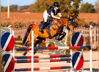 Caballo de deporte belga, Yegua, 9 años, 166 cm, Castaño
