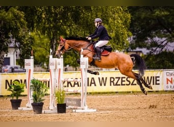 Caballo de deporte belga, Yegua, 9 años, 166 cm, Castaño