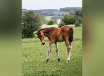 Caballo de deporte belga, Yegua, Potro (04/2024), 170 cm, Castaño oscuro