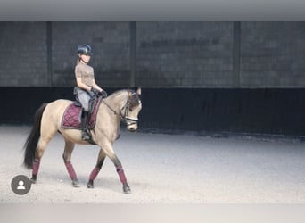 Caballo de deporte español, Caballo castrado, 10 años, 147 cm, Buckskin/Bayo