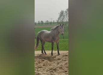 Caballo de deporte español Mestizo, Caballo castrado, 10 años, 160 cm, Tordo