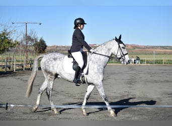 Caballo de deporte español, Caballo castrado, 10 años, 160 cm, Tordo rodado