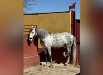 Caballo de deporte español, Caballo castrado, 10 años, 160 cm, Tordo rodado