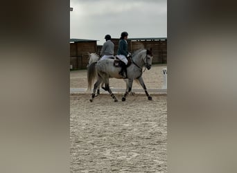 Caballo de deporte español, Caballo castrado, 10 años, 160 cm, Tordo rodado