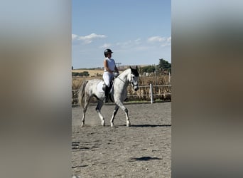 Caballo de deporte español, Caballo castrado, 10 años, 160 cm, Tordo rodado