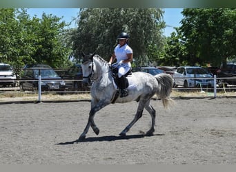 Caballo de deporte español, Caballo castrado, 10 años, 160 cm, Tordo rodado