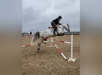 Caballo de deporte español, Caballo castrado, 10 años, 160 cm, Tordo rodado