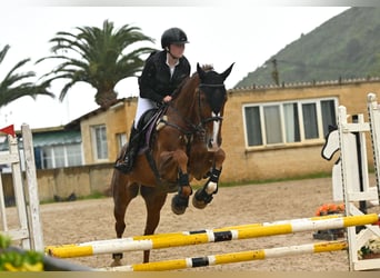 Caballo de deporte español Mestizo, Caballo castrado, 10 años, 165 cm, Alazán