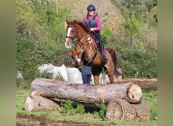 Caballo de deporte español Mestizo, Caballo castrado, 10 años, 165 cm, Alazán