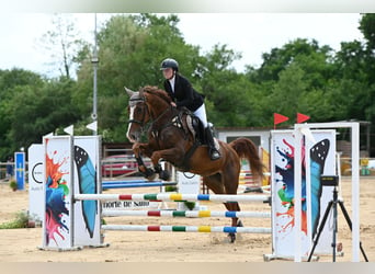 Caballo de deporte español Mestizo, Caballo castrado, 10 años, 165 cm, Alazán