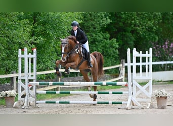 Caballo de deporte español Mestizo, Caballo castrado, 10 años, 165 cm, Alazán