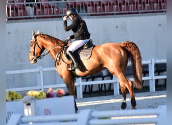 Caballo de deporte español Mestizo, Caballo castrado, 10 años, 165 cm, Alazán